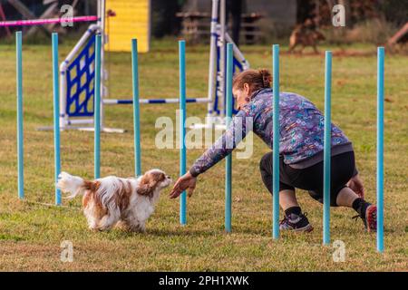 LYSA NAD LABEM, TSCHECHISCHE REPUBLIK - 26. SEPTEMBER 2021: Hund und Handler an Webstangen während des Agilitätswettbewerbs in Lysa nad Labem, Tschechische Republik Stockfoto