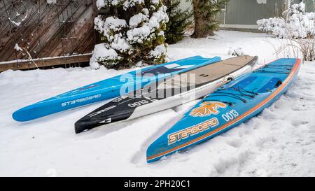 Fort Collins, CO, USA - 25. März 2023: Vorbereitung auf eine Paddel- und Rennsaison - drei Stehpaddleboards von Steuerboard und SIC Maui in einem Backyar Stockfoto