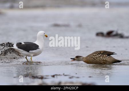 Schamente (Lophonetta specularioides specularioides), die eine Möwe auf der Sea Lion Island auf den Falklandinseln jagt Stockfoto