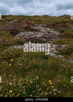 Bunte Blumen auf irischem Boden, malerische Landschaft. Schöne Pflanzen, die in Südirland üblich sind. Nordeuropäische Vegetation. Stockfoto