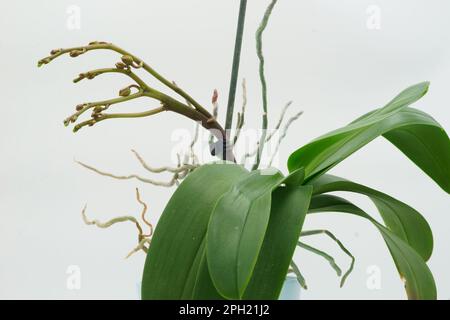 Pflanze: Mehrfache Blütenäste auf einzelnem Phalaenopsis-Orchideenzapfen und -Knospen Stockfoto