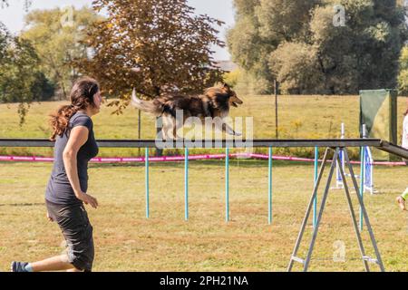 LYSA NAD LABEM, TSCHECHISCHE REPUBLIK - 26. SEPTEMBER 2021: Hund und ein Betreuer überfahren Hundegang während des Wettstreits um Agilität in Lysa nad Labem, Tschechische Republik Stockfoto