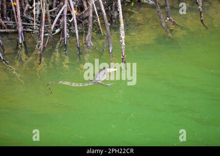 Eine malayanische Wasserechse schwimmt im grünen Wasser zwischen dem Wurzelsystem eines Mangrovenwaldüberrestes in Singapur. Stockfoto