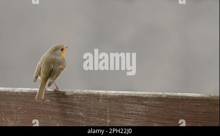 Nahaufnahme eines sitzenden Vogels Stockfoto