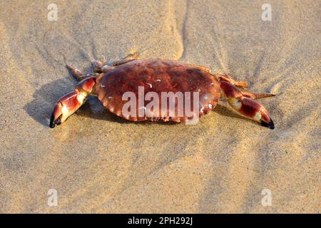 Sonniges St. Ives im Oktober Stockfoto