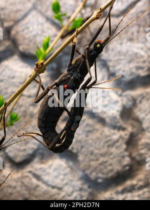 Schwarze Beauty-Stick-Insekten, auch bekannt als Peruphasma schultei, hängen an einem Ast Stockfoto