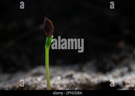 Makroaufnahme eines frisch aufgetauchten Lärchseedling in einem Wald Stockfoto