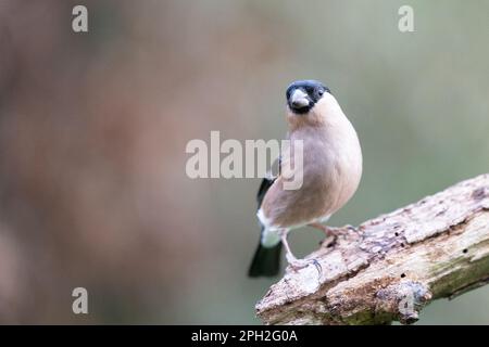 Eurasischer Bullfink (Pyrrhula pyrrhula), weiblich auf Holz. Yorkshire, Großbritannien. März 2023 Stockfoto