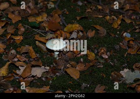 Falsche Todeskappe (Amanita citrina), die zwischen Blättern und Beechnuts (Fagus sylvatica) in einem Wald wächst Stockfoto