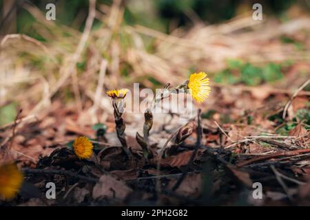 Wunderschöne gelbe Coltsfoot-Blumen, aus der Nähe. Frühlingshintergrund. Stockfoto