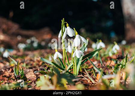 Schneeglöckchen wachsen in einem Wald, Frühlingsblumen. Unscharfer Hintergrund. Stockfoto