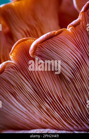 Rohe Austernpilze. Extreme Nahaufnahme. Stockfoto