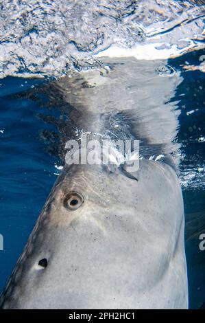 Walhai, Rhincodon typus, Fütterung in der Nähe von Fischerfloß, bagan, Cenderawasih Bay, West Papua, Indonesien Stockfoto