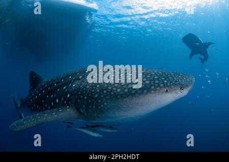 Ein Paar Walhaie, Rhincodon Typus, mit lebendem Haifisch, Echeneis-Naukraten, in der Nähe von Fischerfloß, bagan, Cenderawasih Bay, West Papua, Indonesien Stockfoto