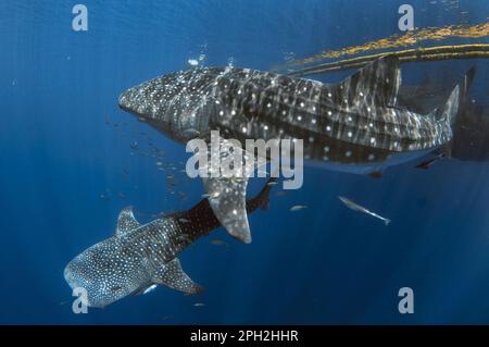 Ein Paar Walhaie, Rhincodon Typus, mit lebendem Haifisch, Echeneis-Naukraten, in der Nähe von Fischerfloß, bagan, Cenderawasih Bay, West Papua, Indonesien Stockfoto