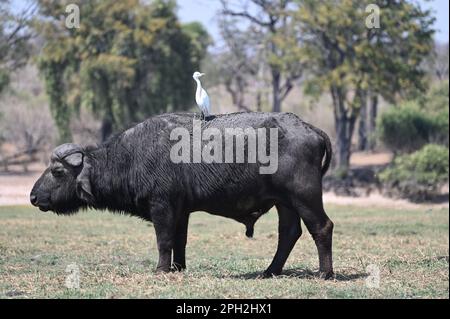 Ein weißer Reiher oder weißer Reiher auf der Rückseite eines Cape Buffalo im Chobe-Nationalpark in Botswana, Afrika Stockfoto