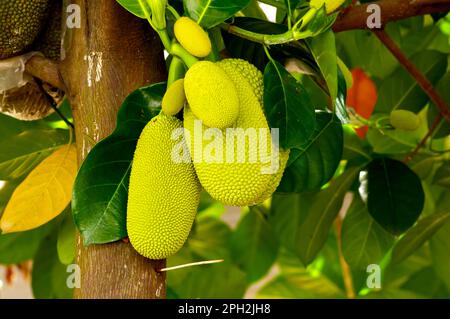 Große und kleine Jackfruits auf dem Stamm des Baumes Stockfoto