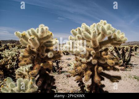 Teddy Bear Cholla Cactus in der kalifornischen Wüste Stockfoto