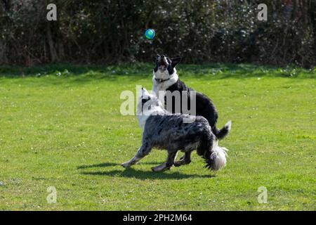 Zwei Border Collies, die draußen in der Frühlingssonne auf einem Feld nach einem Ball springen. Stockfoto