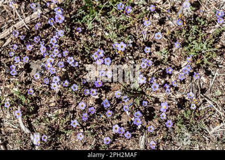 Mojave-Sternblume wächst im Joshua Tree-Nationalpark in Südkalifornien Stockfoto