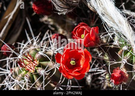 King-Cup-Kaktus-Blume oder Igel-Kaktus in der kalifornischen Wüste Stockfoto