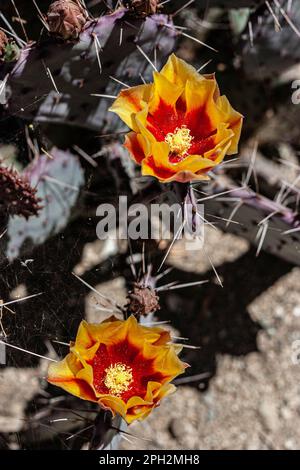 Langhassige violette Stachelbirnen-Kaktusblume in der Mojave-Wüste in Südkalifornien Stockfoto