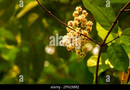 Syzygium-Polyanthum-Blüten, mit gebräuchlichen Namen indisches Lorbeerblatt und indonesisches Lorbeerblatt Stockfoto