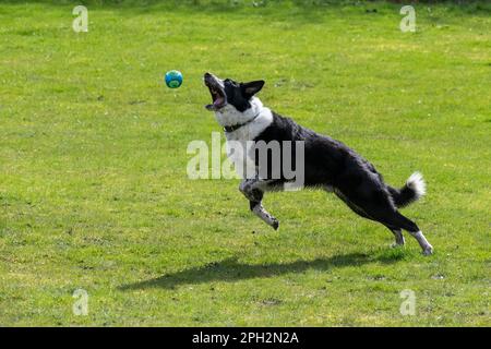 Black-and-White-Border-Collie springt draußen in der Frühlingssonne auf ein Feld. Stockfoto