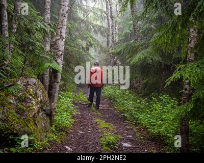 BC00721-00...BRITISH COLUMBIA - Hiker auf einer alten Holzfällerstraße in der Nähe von Elk Lake, über den See vom Sunshine Coast Trail. Stockfoto