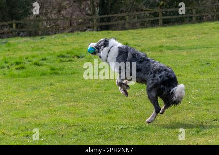 Blue Merle Border Collie springt, um draußen auf einem Feld einen Ball zu fangen Stockfoto