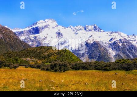 Graswiese vor den schneebedeckten Felsen im Mt Cook-Nationalpark von Neuseeland. Stockfoto