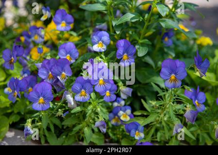 Eine Nahaufnahme von violetten Violetten verletzt. Stockfoto