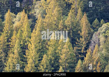 Vogelperspektive auf üppige Pinienbäume in einem unberührten Wald von Kalifornien Stockfoto