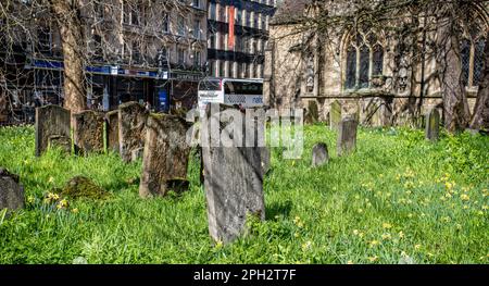 Grabsteine auf dem Friedhof der Kirche Saint Mary Magdalen voller Narzissen in Oxford, Oxfordshire, Großbritannien, am 25. März 2023 Stockfoto