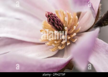 Vue macroscopique d'une fleur de Magnolia Stockfoto