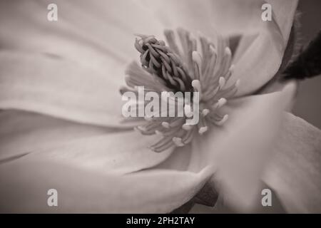 Vue macroscopique d'une fleur de Magnolia Stockfoto