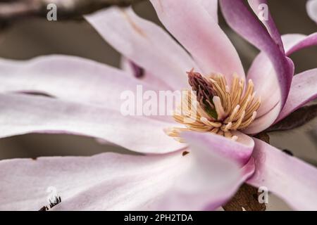 Vue macroscopique d'une fleur de Magnolia Stockfoto