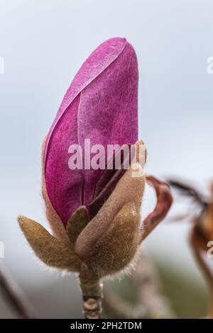 Vue macroscopique d'une fleur de Magnolia Stockfoto