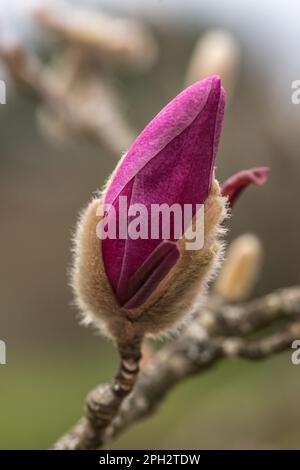 Vue macroscopique d'une fleur de Magnolia Stockfoto