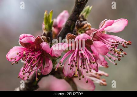 Vue macroscopique d'une fleur de pêche de vigne Stockfoto