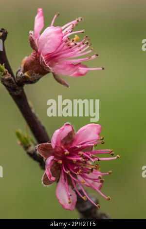 Vue macroscopique d'une fleur de pêche de vigne Stockfoto