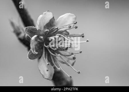 Vue macroscopique d'une fleur de pêche de vigne Stockfoto