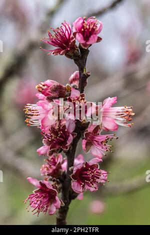 Vue macroscopique d'une fleur de pêche de vigne Stockfoto