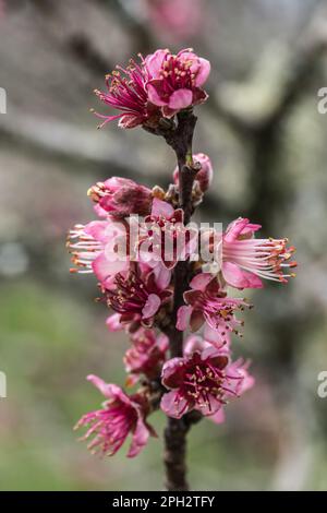 Vue macroscopique d'une fleur de pêche de vigne Stockfoto