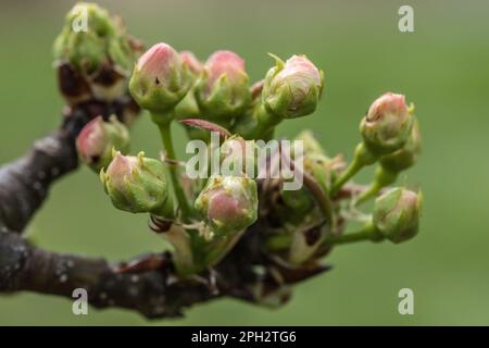 Vue macroscopique d'une fleur de nashi Stockfoto