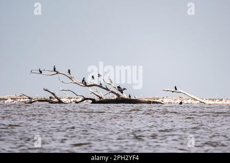 Wichtiger Feuchtgebiet-Nationalpark Delta Evros in Thrakien Griechenland in der Nähe von Feres und Alexandroupolis Stockfoto