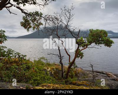 BC00741-00...BRITISH COLUMBIA - Manzanita wächst in dem begrenzten Boden, der an What's the Point entlang des Ufers der Saltery Bay an der Sunshine Coast zu finden ist. Stockfoto