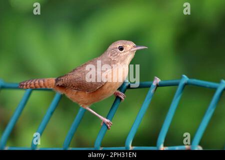 Südliches Haus Wren (Troglodytes musculus) hoch oben auf einem grünen Geländer im Garten Stockfoto