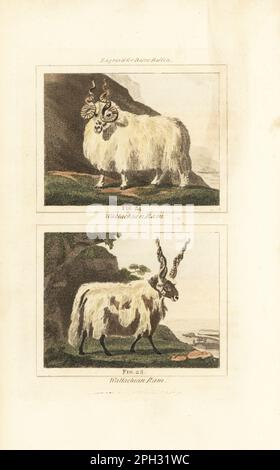 Racka- oder Hortobagy-Racka-Schafe mit Spiralhörnern, domestizierte Ovis-aries-Rasse, aus Ungarn. Wallachianische Schafe. Handfarbene Kupferplatte mit Gravur nach Jacques de Seve aus James Smith Barrs Ausgabe von Comte Buffon's Natural History, A Theory of the Earth, General History of man, Brute Creation, Gemüse, Minerals, T. Gillet, H. D. Symonds, Paternoster Row, London, 1807. Stockfoto