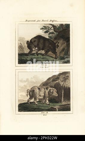 Wildschwein, Sus scrofa 29 und Hausschwein, Sus domesticus 28, Vor einem Schweinestall. Handfarbene Kupferplatte mit Gravur nach Jacques de Seve aus James Smith Barrs Ausgabe von Comte Buffon's Natural History, A Theory of the Earth, General History of man, Brute Creation, Gemüse, Minerals, T. Gillet, H. D. Symonds, Paternoster Row, London, 1807. Stockfoto